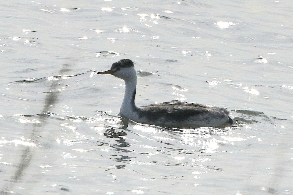 Clark's Grebe - ML608808610