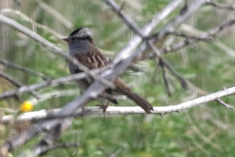 White-crowned Sparrow - Susan Hovde