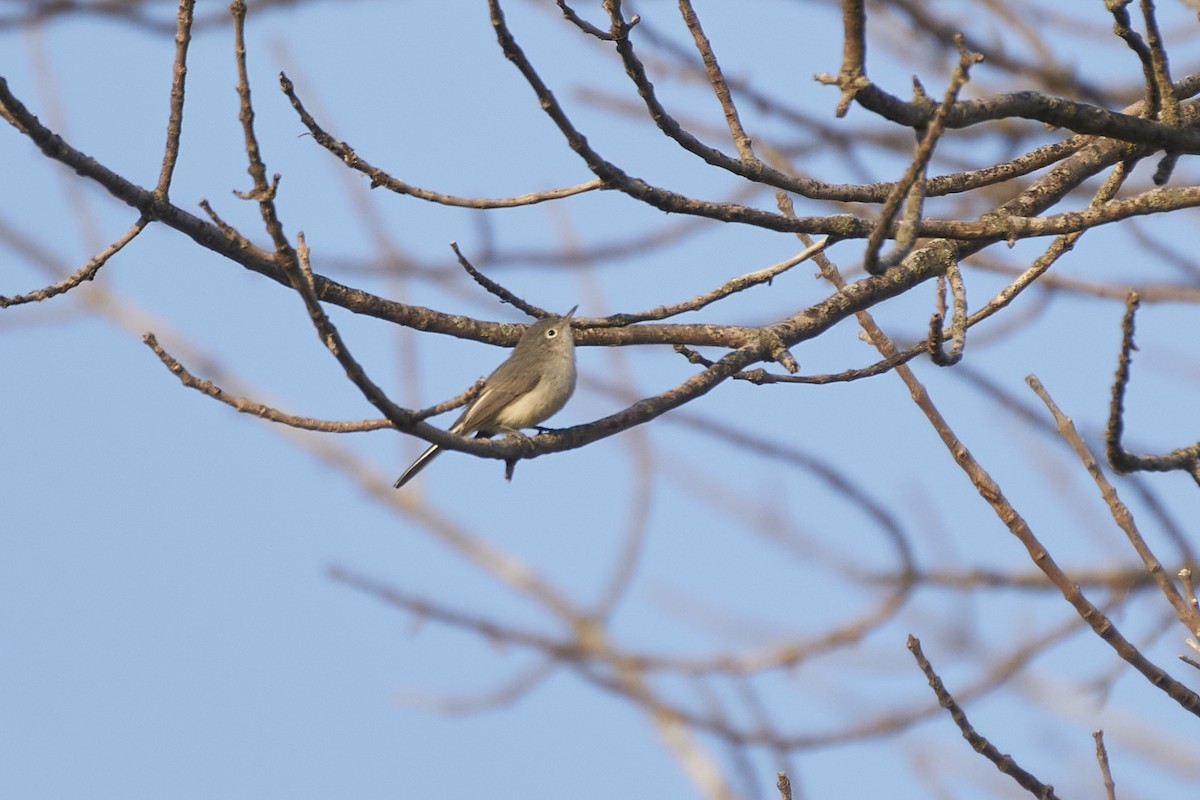 Blue-gray Gnatcatcher - ML608808691