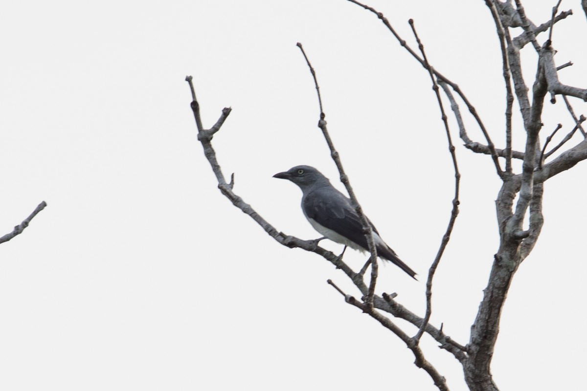 White-rumped Cuckooshrike - ML608808700