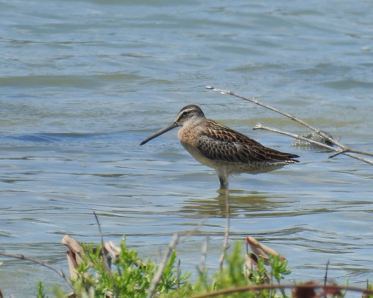 Short-billed Dowitcher - ML608808783