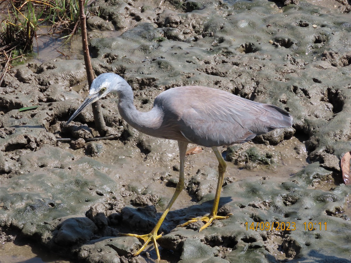 White-faced Heron - Norton Gill