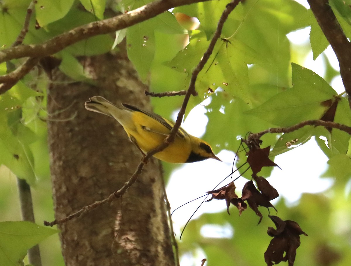 gullvingeparula x blåvingeparula (F2 backcross) - ML608808912