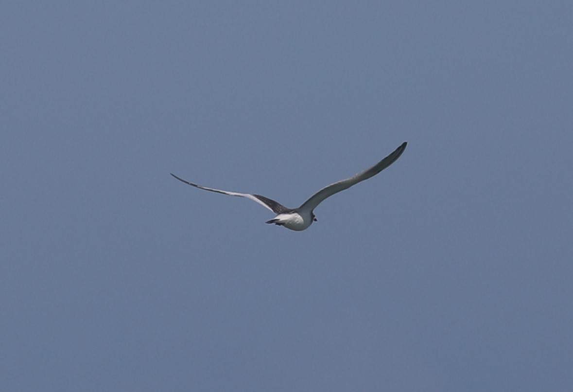 Sabine's Gull - ML608808970