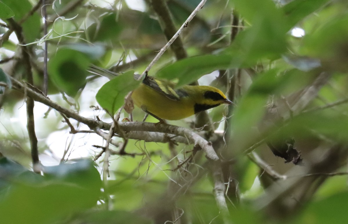 gullvingeparula x blåvingeparula (F2 backcross) - ML608808974