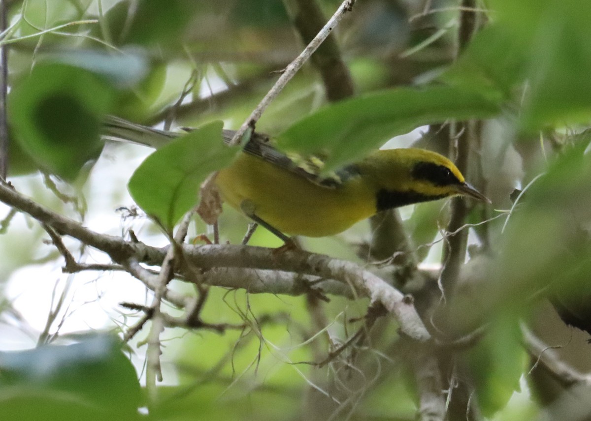 Lawrence's Warbler (hybrid) - ML608808981