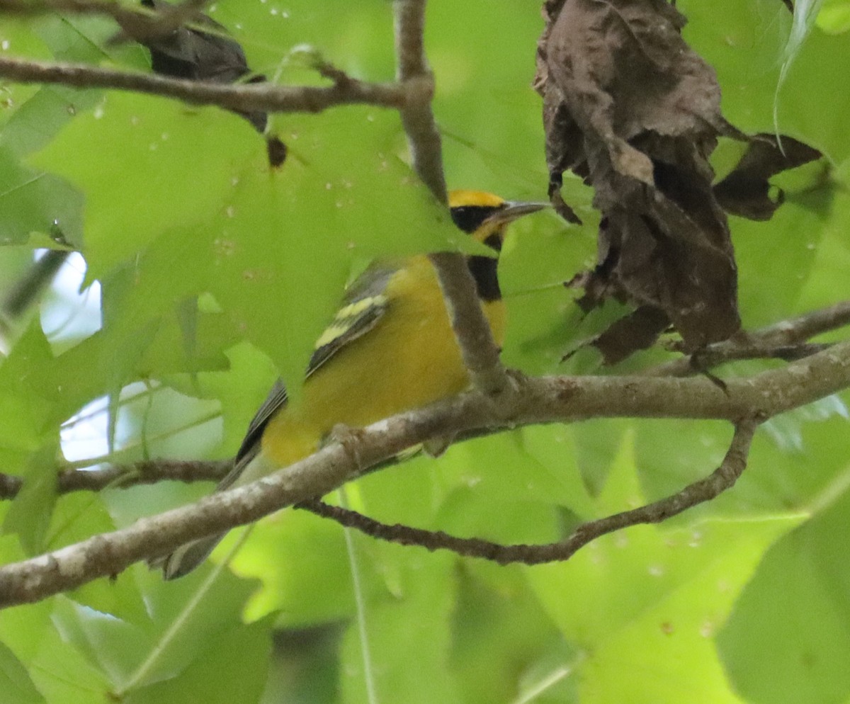 gullvingeparula x blåvingeparula (F2 backcross) - ML608809041