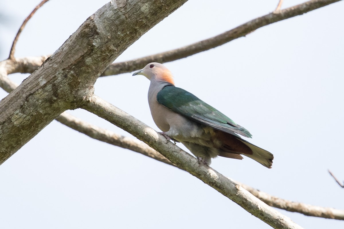 Green Imperial-Pigeon (Rufous-naped) - ML608809057