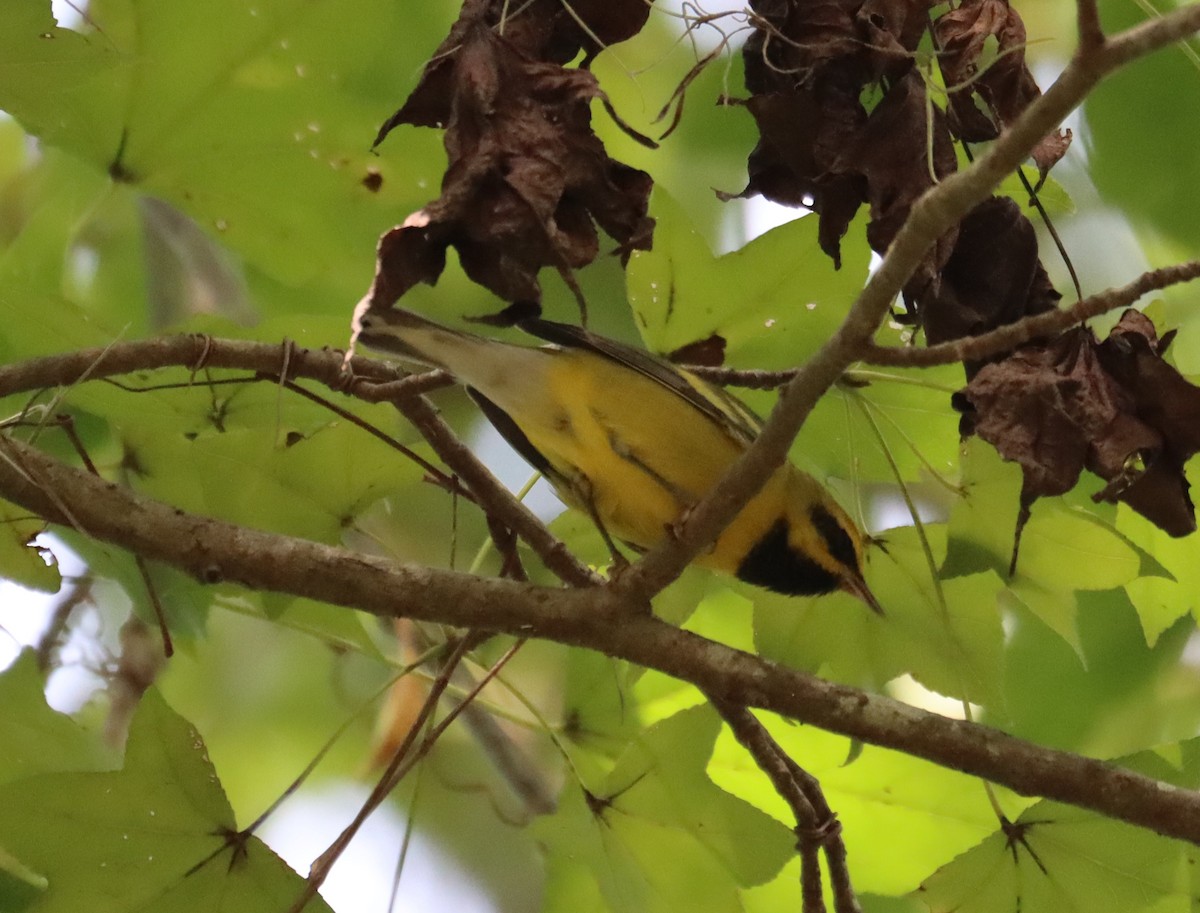 Lawrence's Warbler (hybrid) - Juli deGrummond