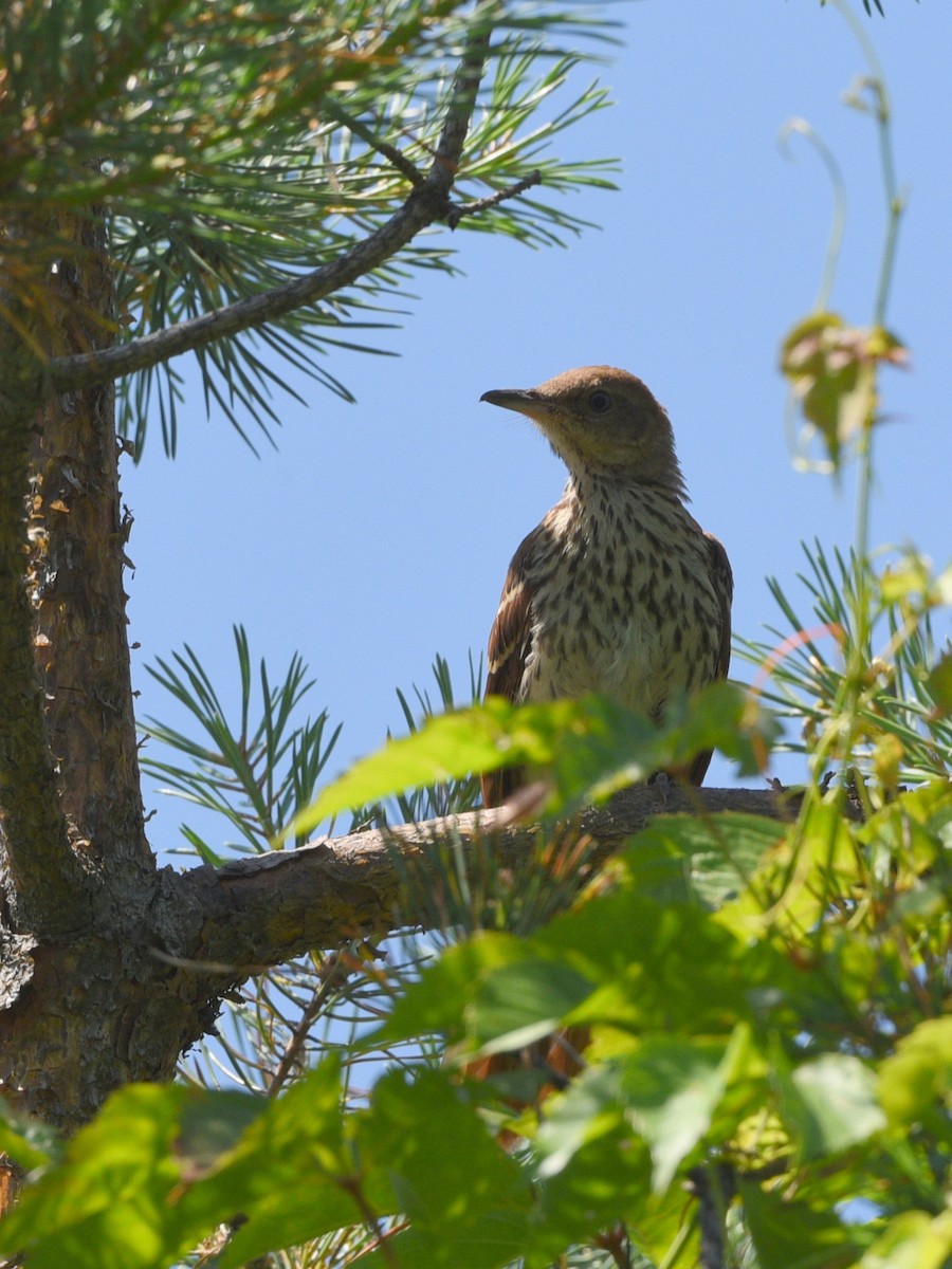 Brown Thrasher - Wendy Hill