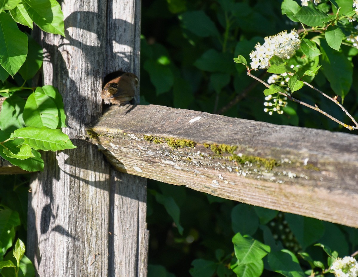 Bewick's Wren - virginia rayburn