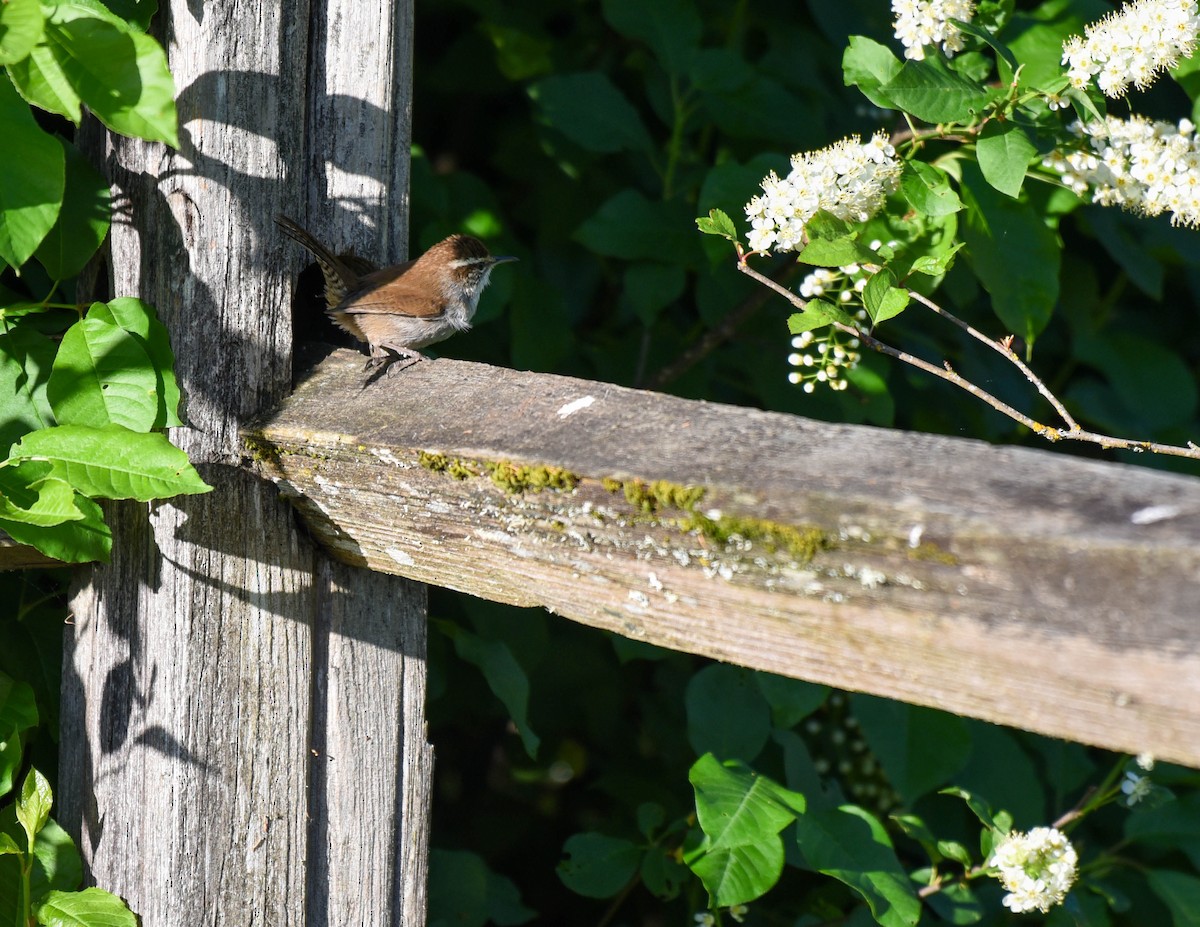 Bewick's Wren - ML608809281