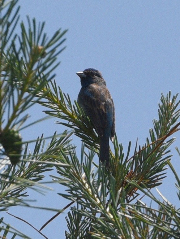 Indigo Bunting - Wendy Hill