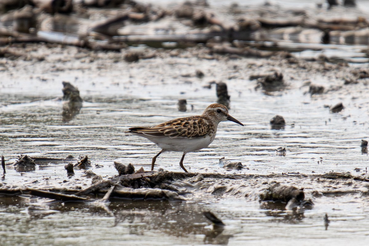 Least Sandpiper - ML608809342