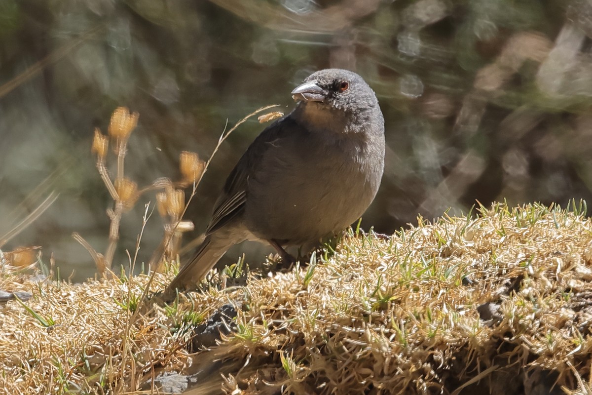 Boulder Finch - ML608809440