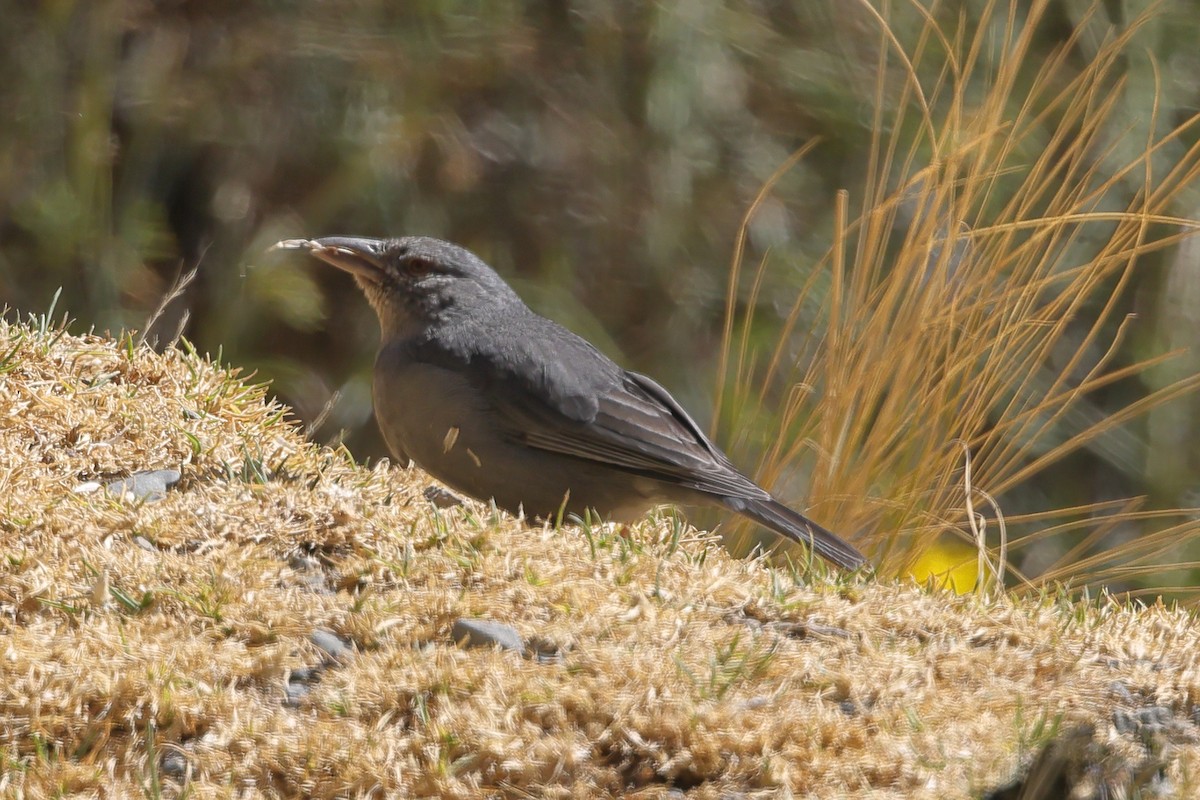 Boulder Finch - ML608809453