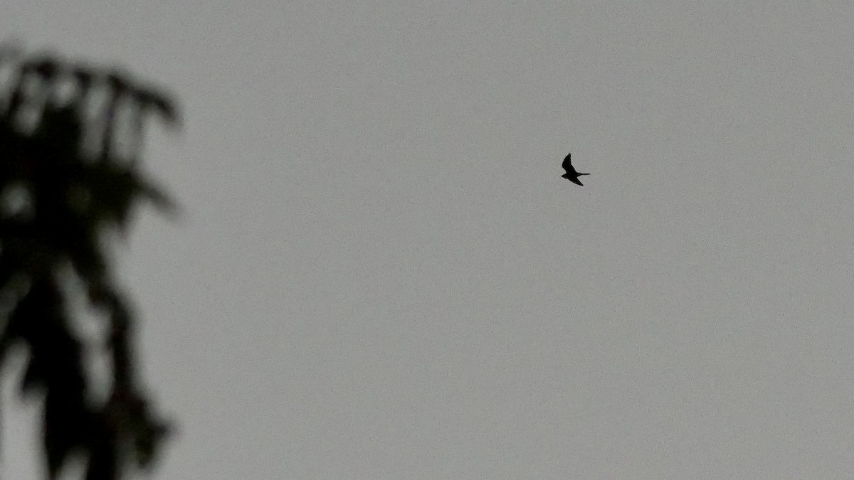 Common Nighthawk - ML608809461