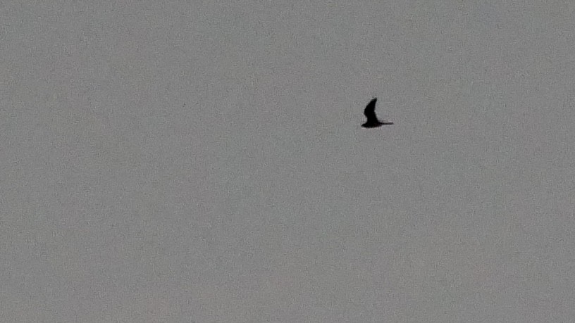 Common Nighthawk - ML608809462