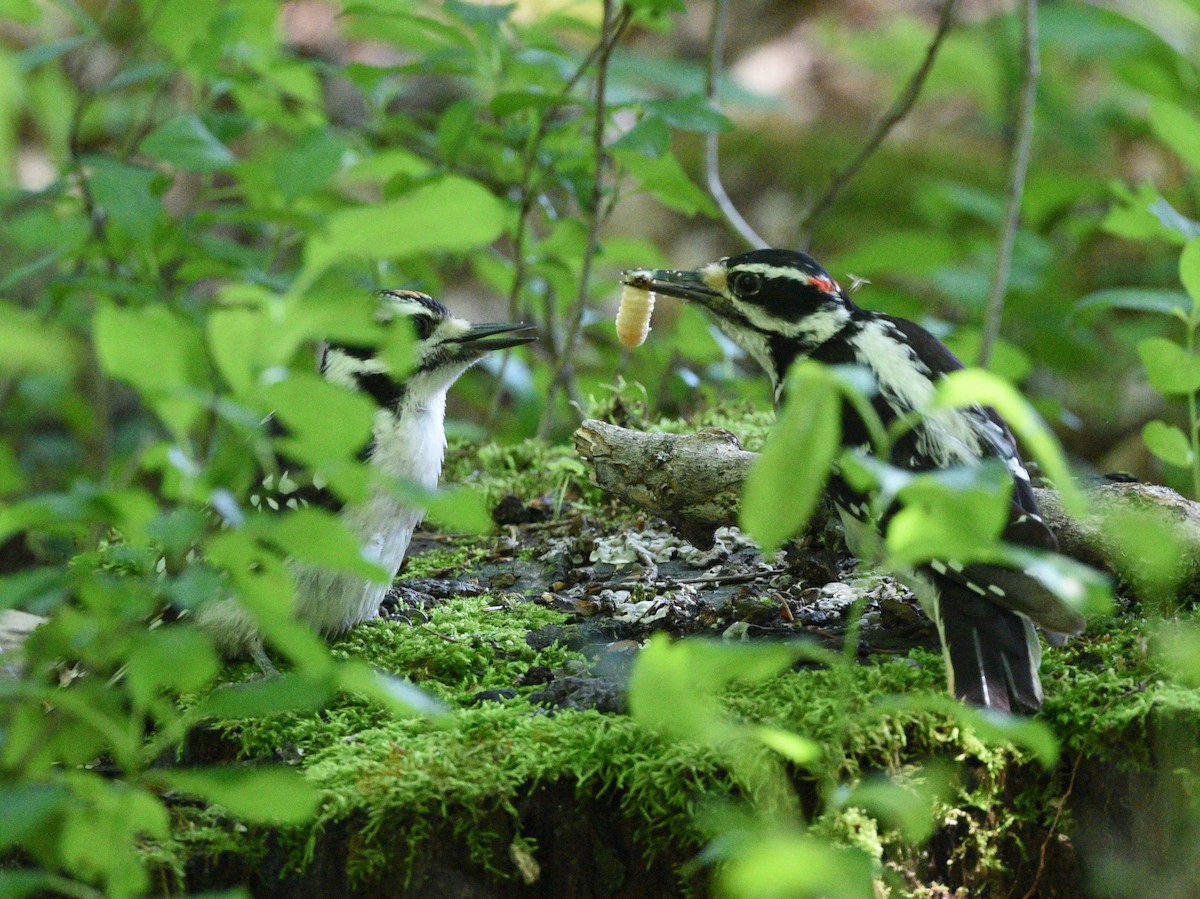 Hairy Woodpecker - ML608809475