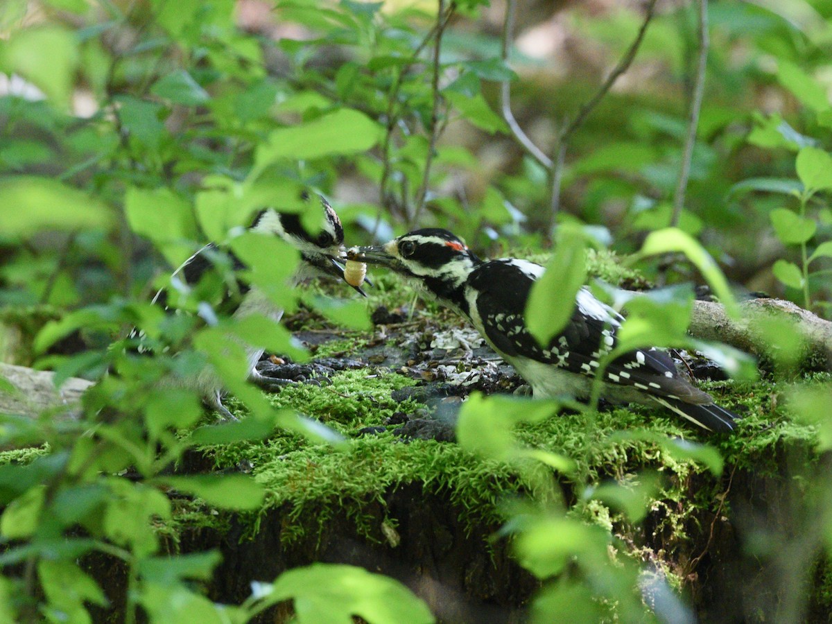 Hairy Woodpecker - ML608809477