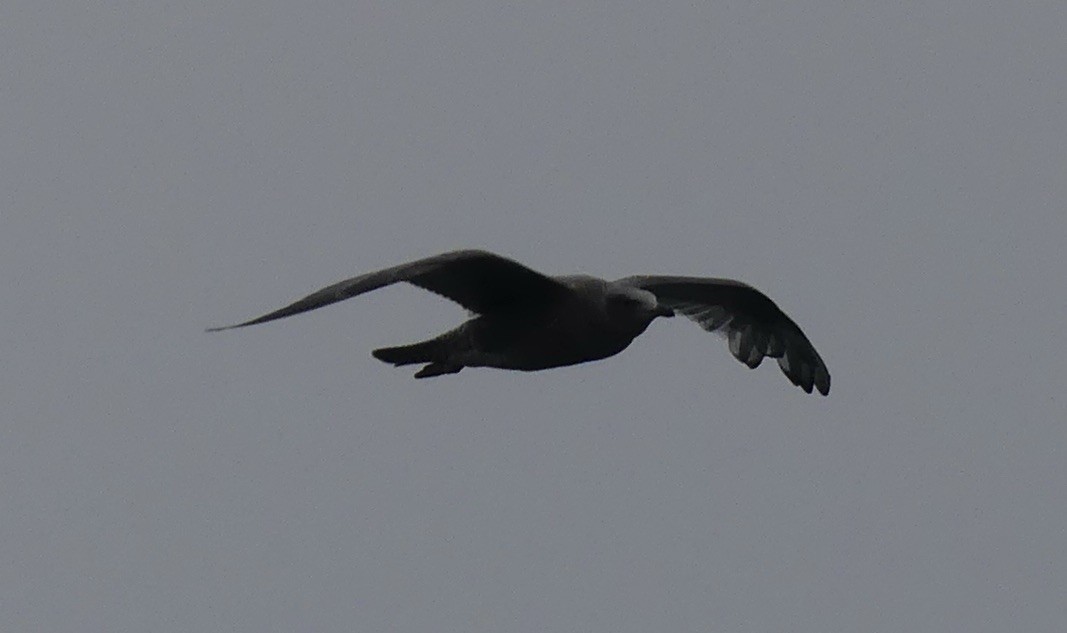 Iceland Gull (Thayer's) - ML608809492