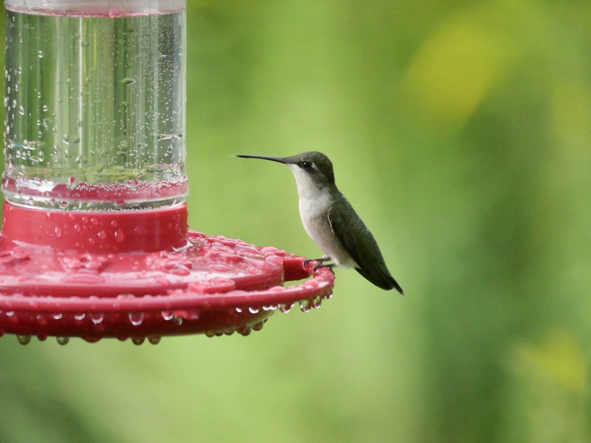 Ruby-throated Hummingbird - ML608809493