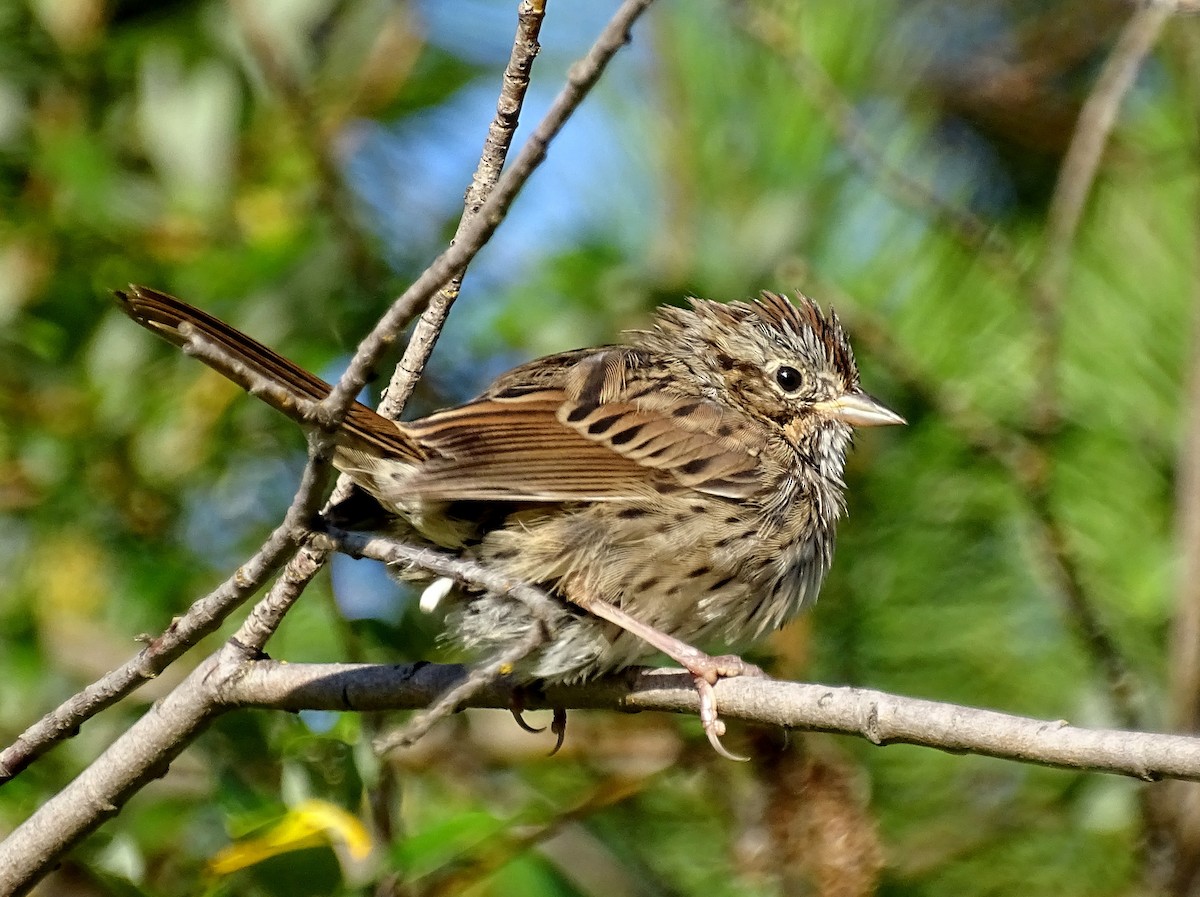 Lincoln's Sparrow - ML608809504