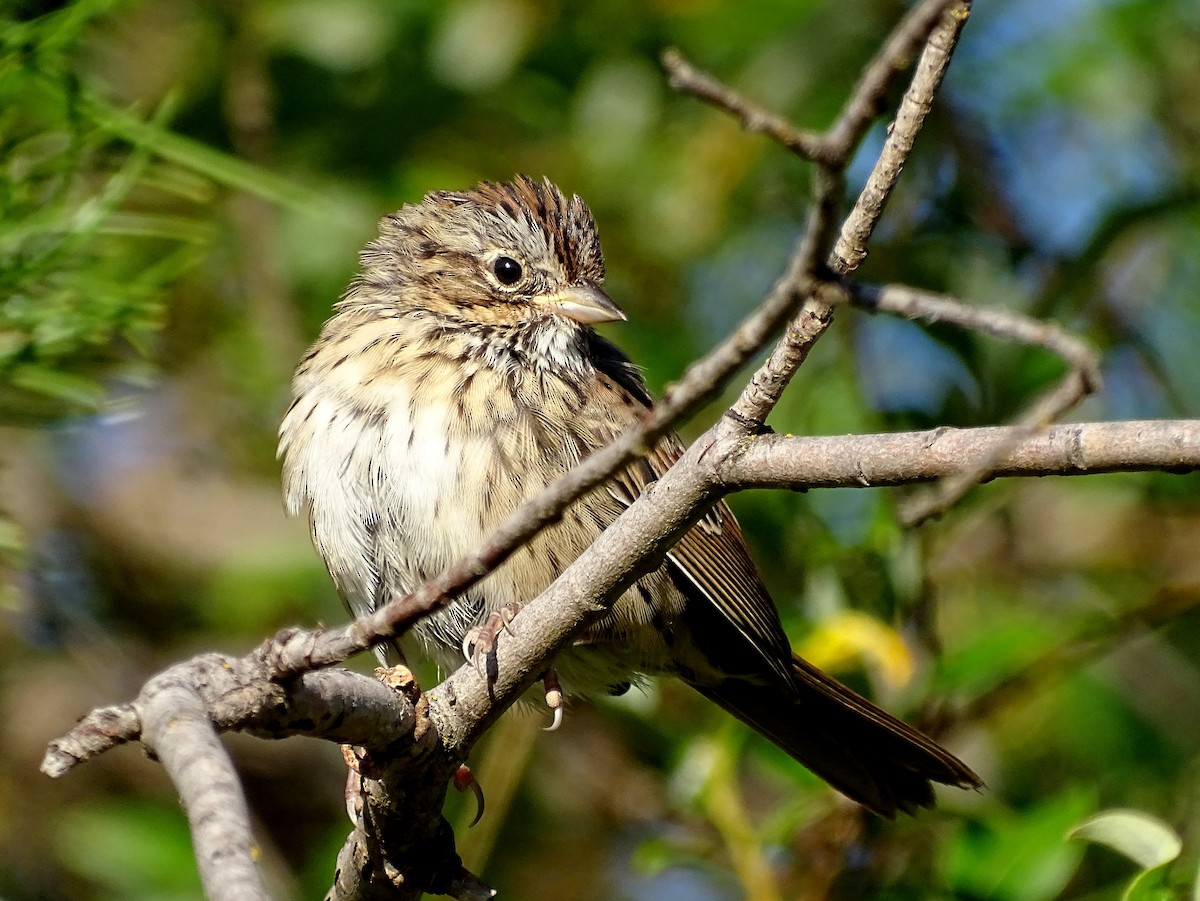 Lincoln's Sparrow - ML608809505