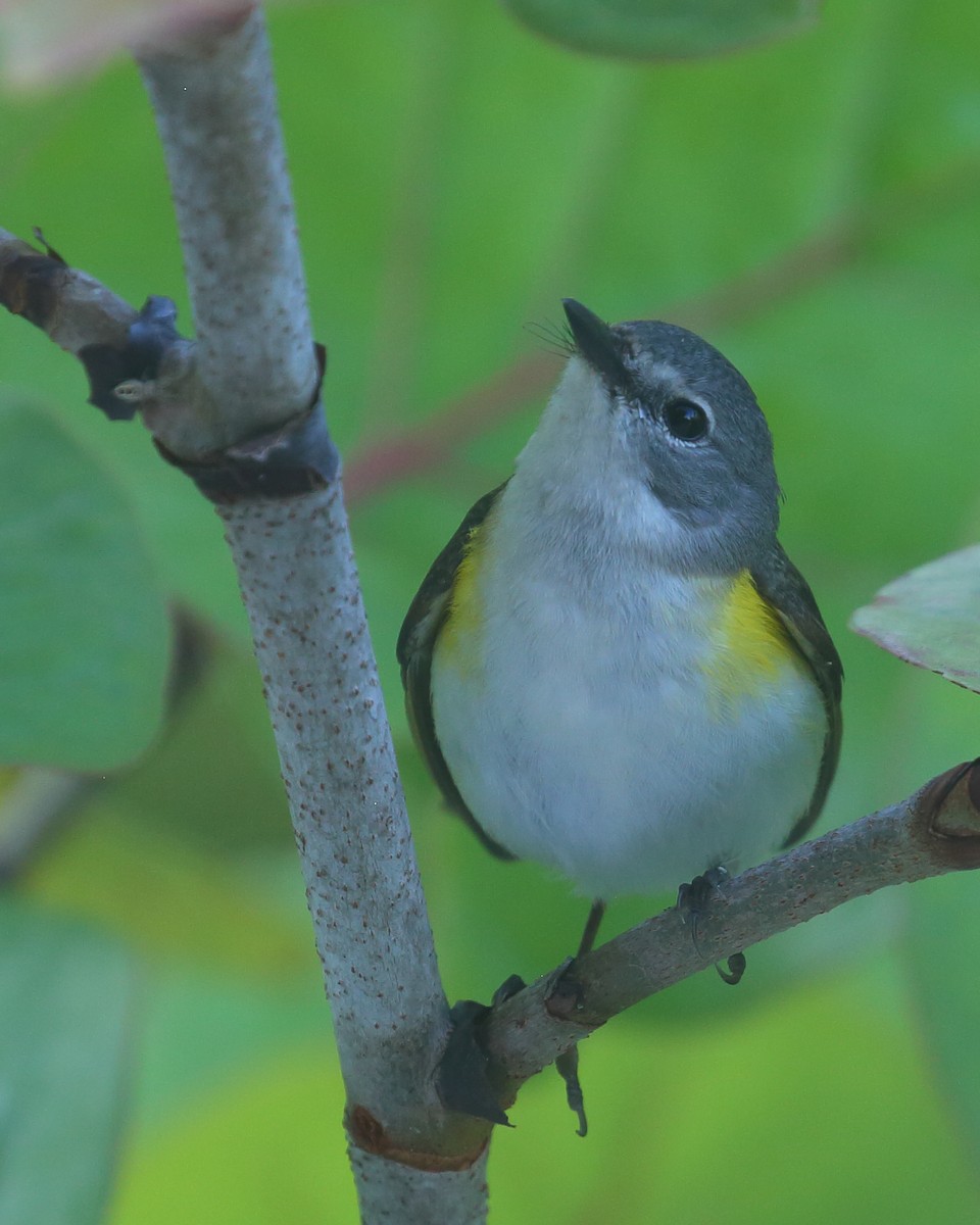 American Redstart - Bruce Robinson