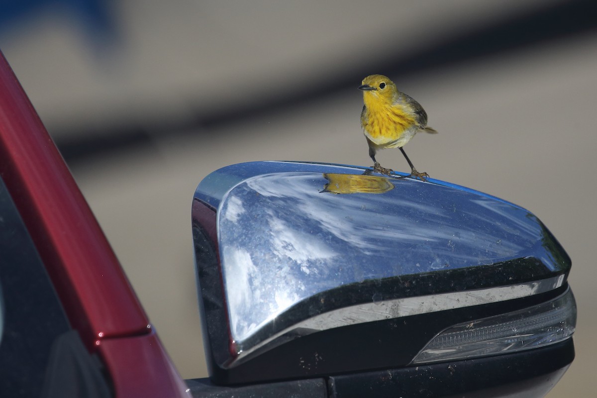 Yellow Warbler (Golden) - Bruce Robinson