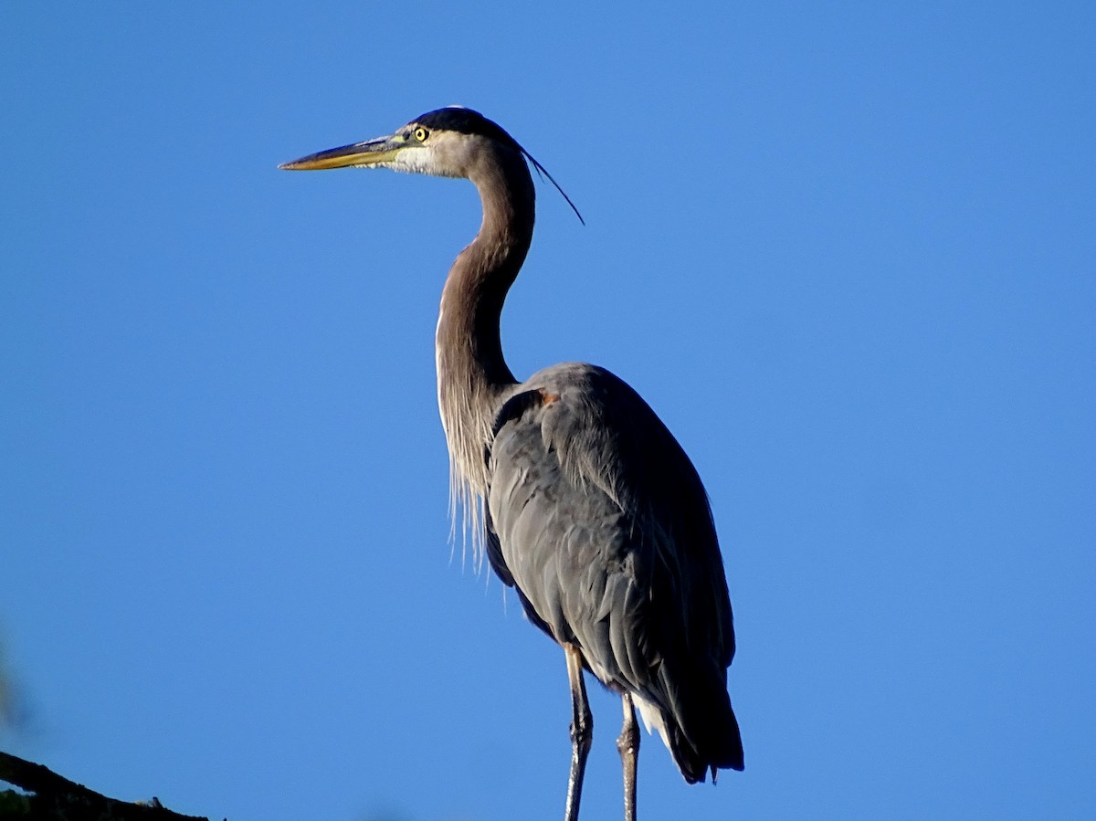 Garza Azulada - ML608809536