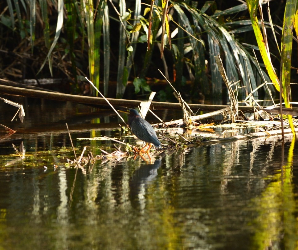 Green Heron - Anthony Newcomer