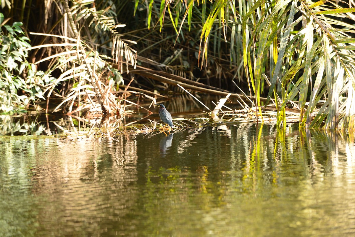 Green Heron - ML608809633