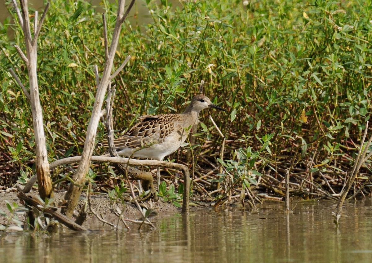 Kampfläufer - ML608809687