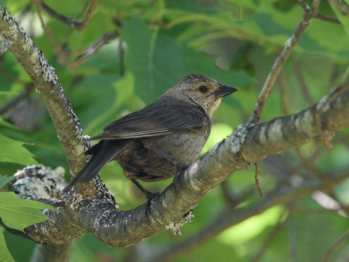 Indigo Bunting - Wendy Hill