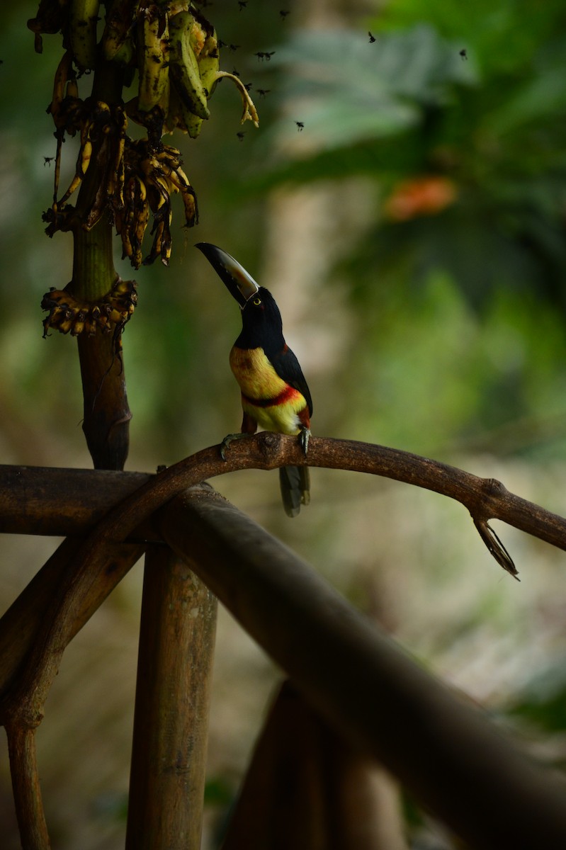 Collared Aracari (Collared) - ML608809783