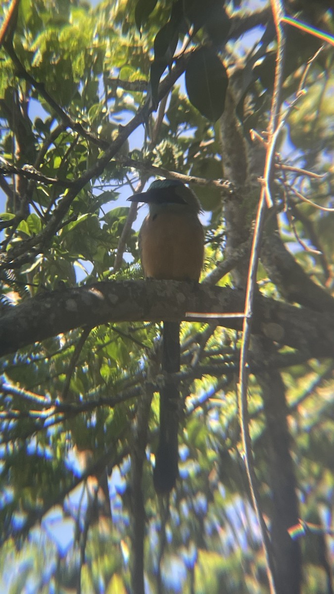 Whooping Motmot - ML608809819