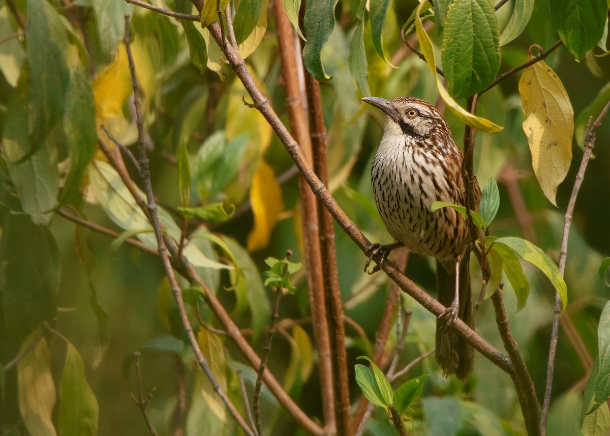 Babax del Monte Victoria - ML608809832