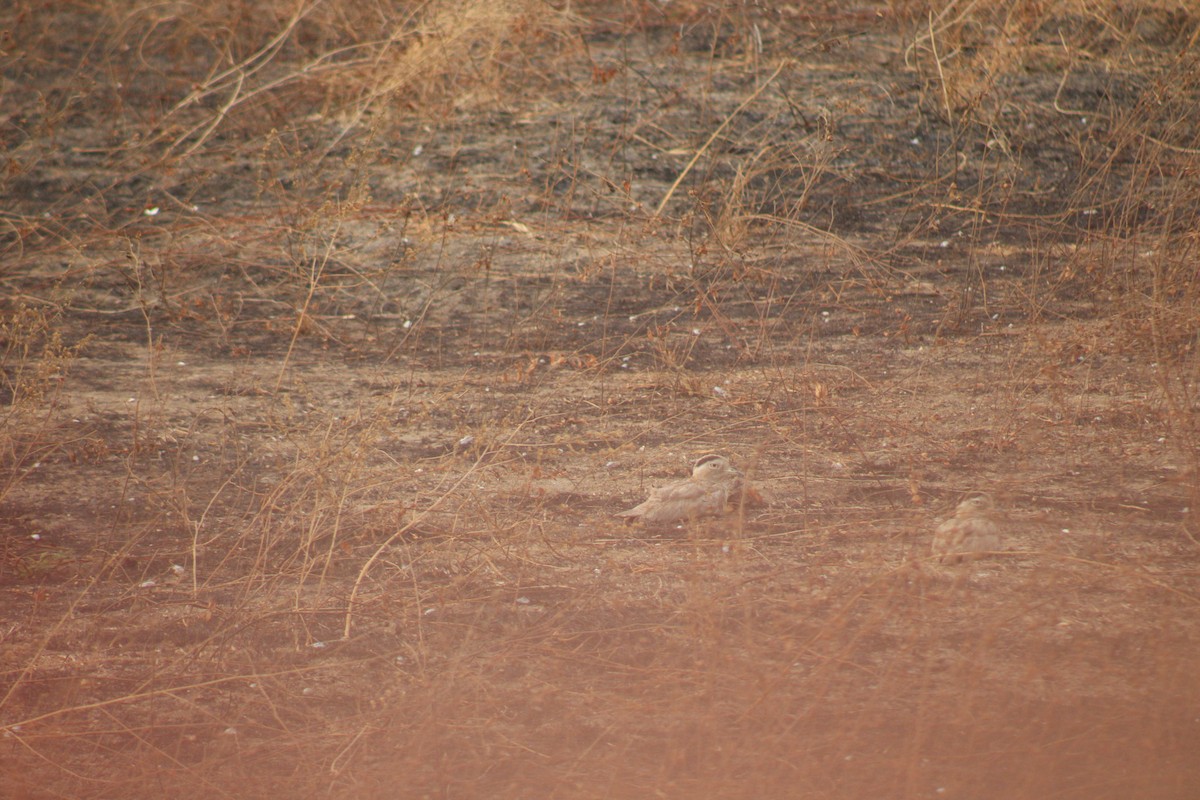 Peruvian Thick-knee - javier lopez