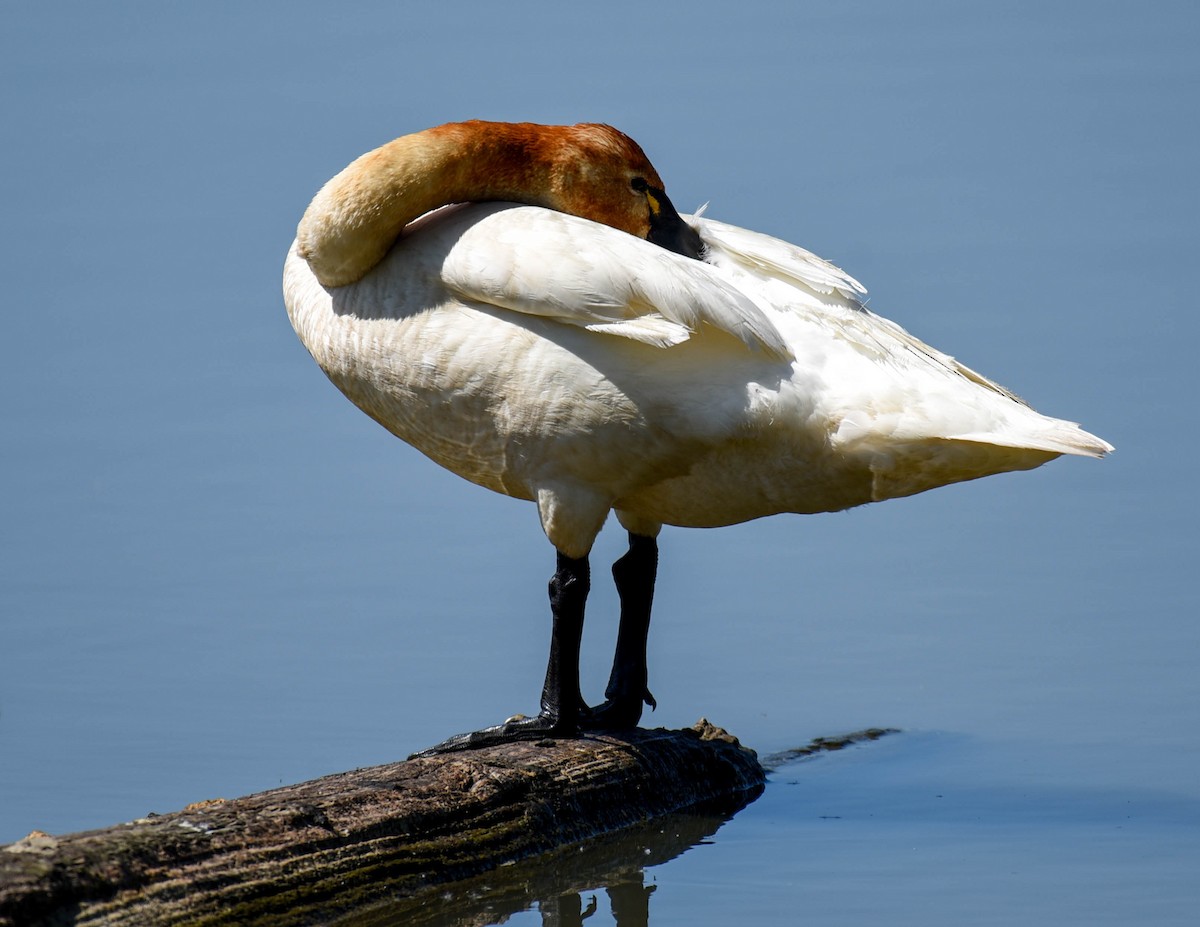 Tundra Swan - ML608809875