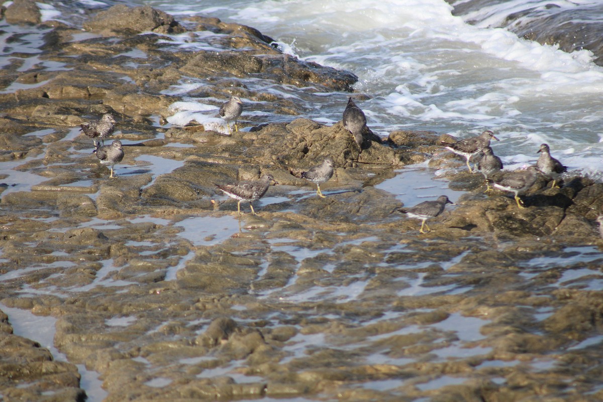 Surfbird - ML608809883