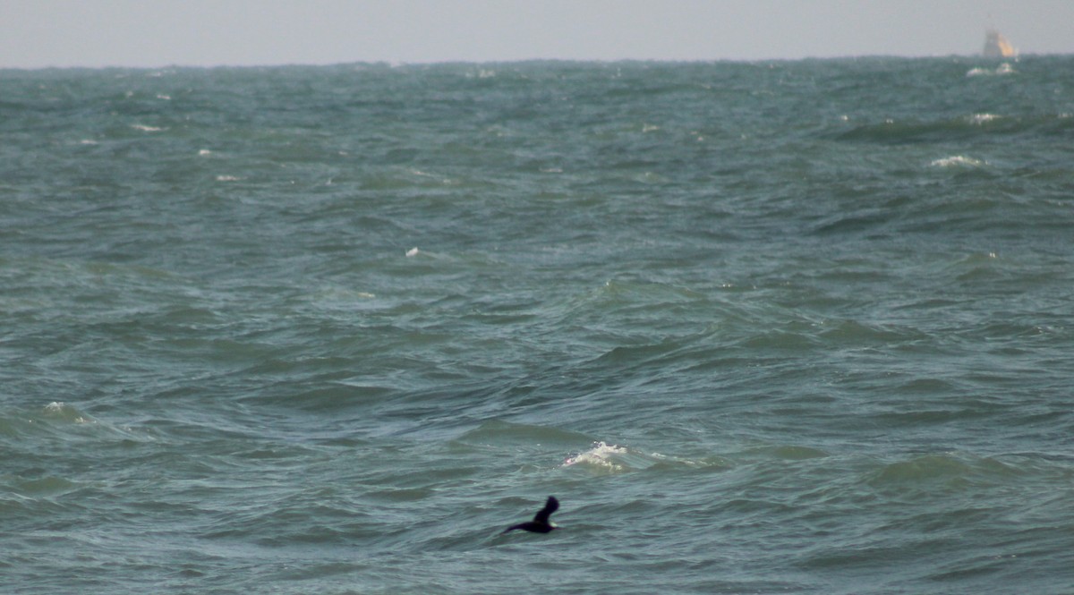 Brown Noddy - ML608809909