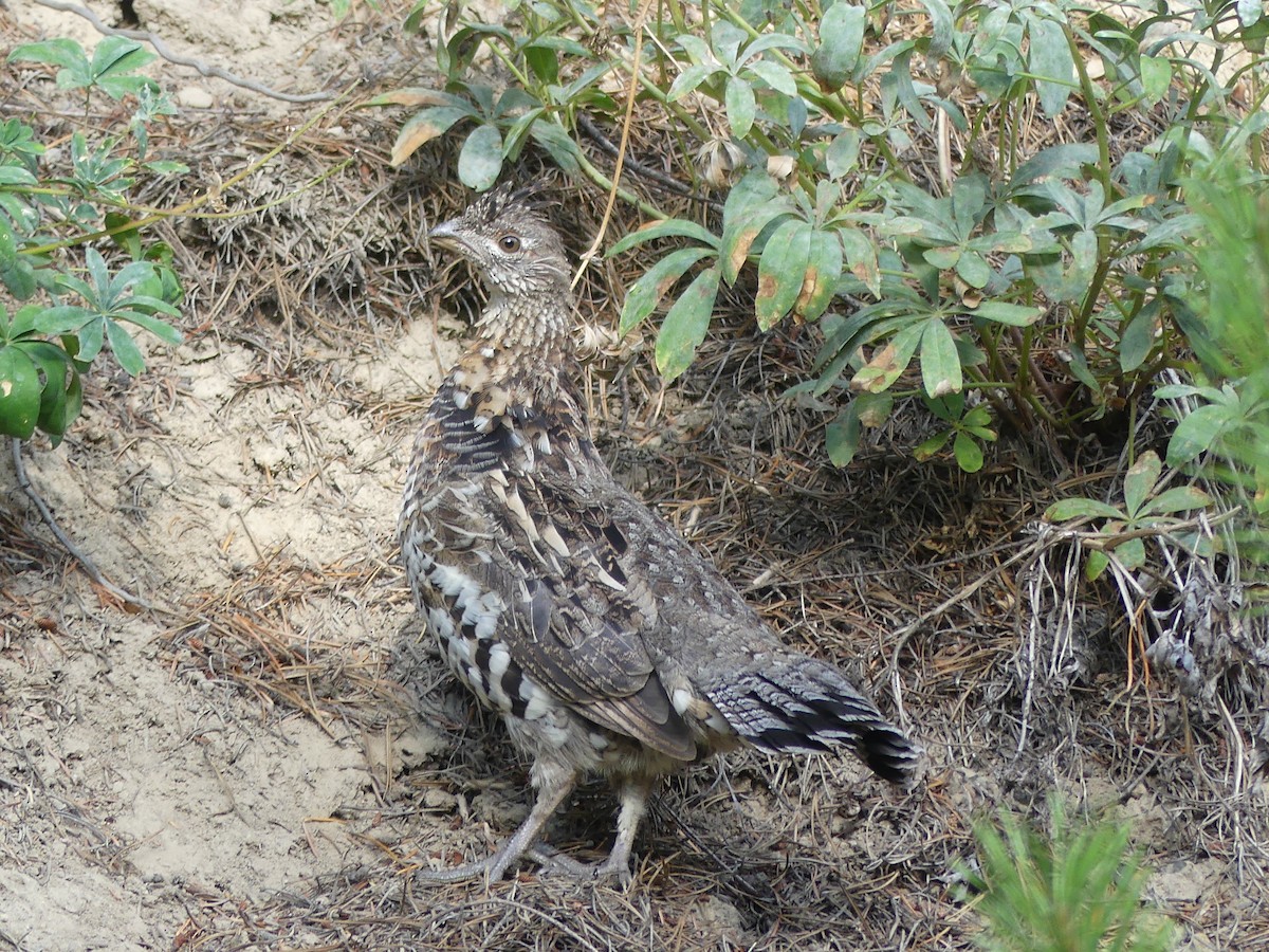 Ruffed Grouse - ML608809924