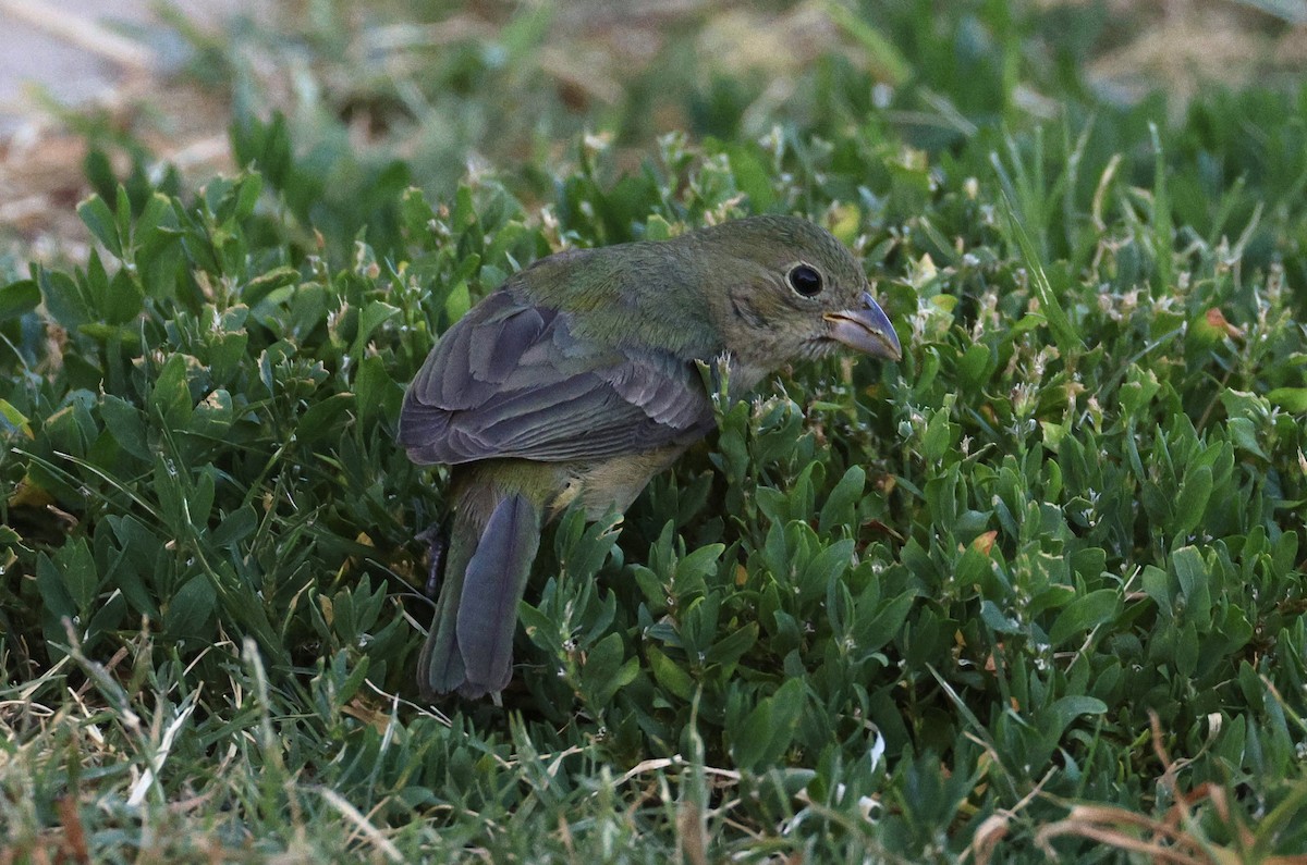 Painted Bunting - ML608809927