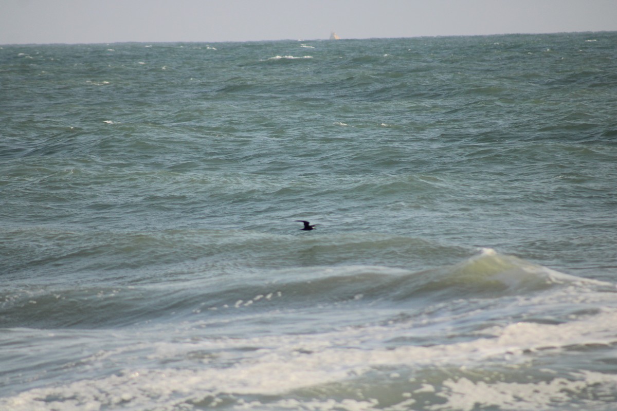 Brown Noddy - ML608809947