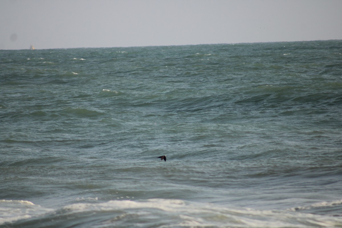 Brown Noddy - javier lopez