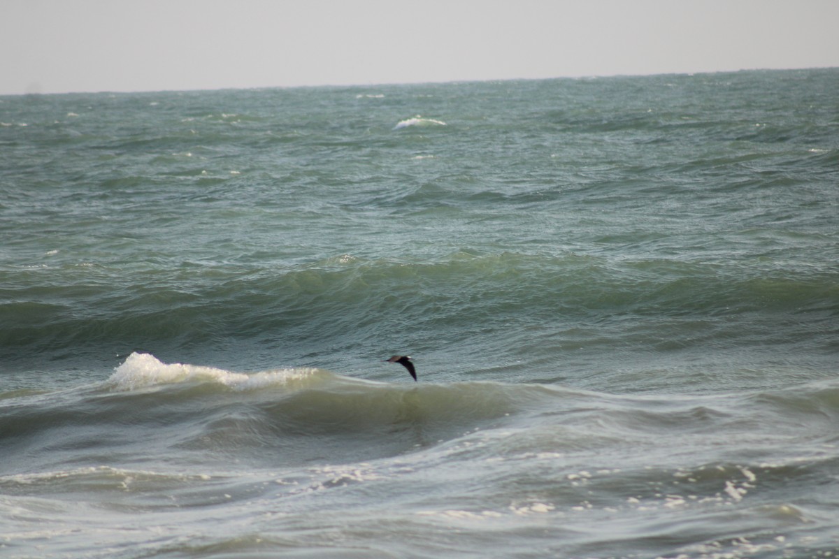 Brown Noddy - ML608809950