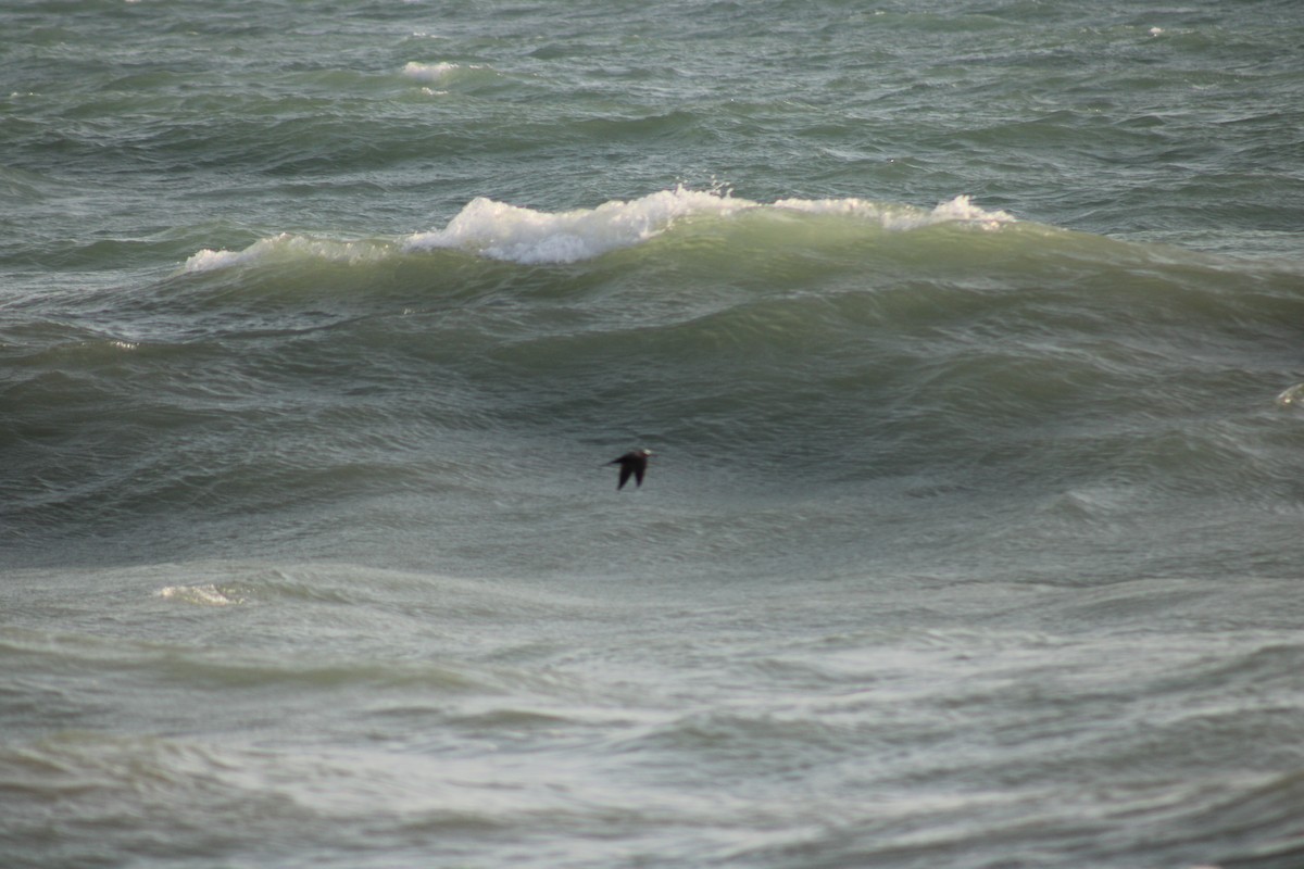 Brown Noddy - ML608809951