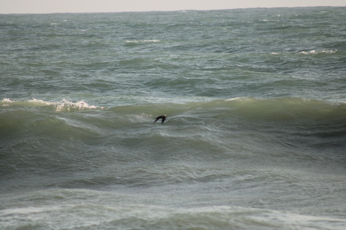 Brown Noddy - ML608809952