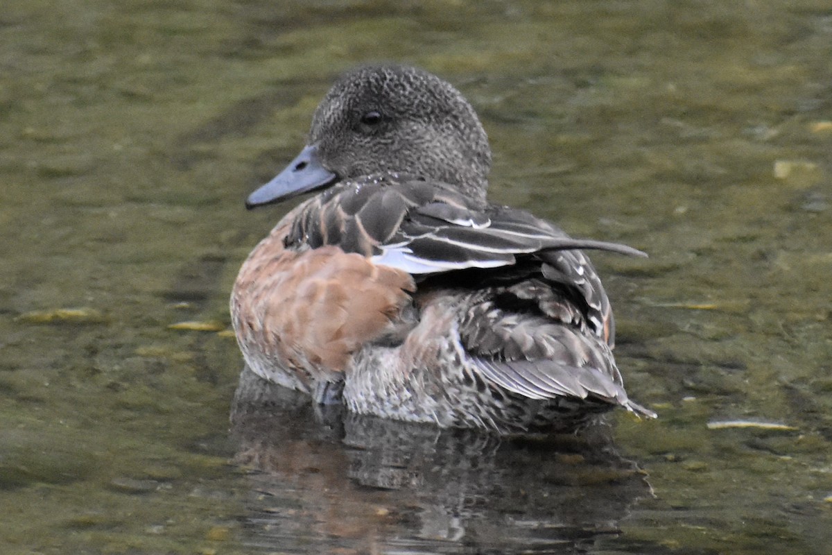 Canard d'Amérique - ML608809954